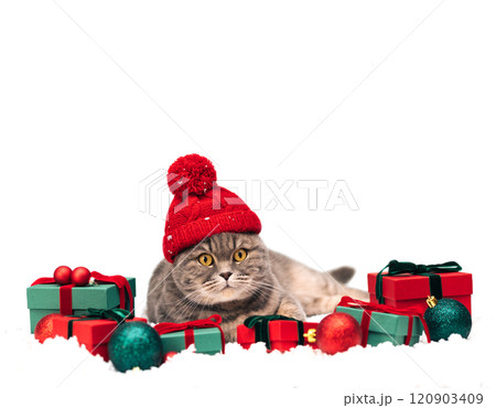 Christmas cat in red hat with gifts isolated on white background. Scottish cat with Christmas decorations in the snow. New Year greeting card. Copy space. Christmas cat in red hat with gifts isolated on white background. Scottish cat with Christmas decorations in the snow. New Year greeting card. Copy space. 120903409