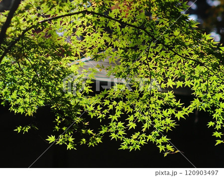 緑色のモミジ 120903497