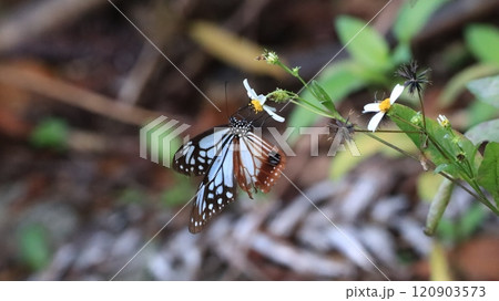 アサギマダラ　やんばるの森 120903573