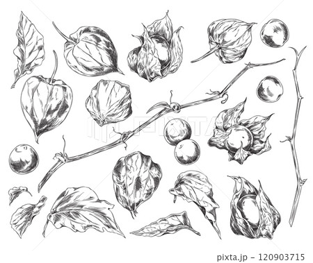 Illustration of set with image of physalis berries, leaves of different shapes, stem and lanterns. 120903715
