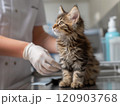 Veterinarian examining health of small kitten, pet vaccination and healthcare 120903768