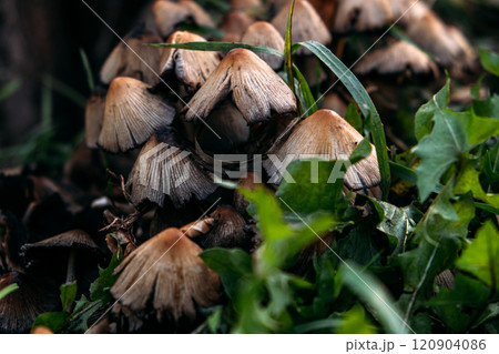 Cluster of wild Ink Cap mushrooms growing among grass blades. Nature close-up with earthy tones and textured fungi in natural habitat 120904086