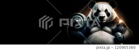 Obese Giant Panda Bear Lifting Weights in Order to Lose Weight on Black Background - Generative Ai 120905360