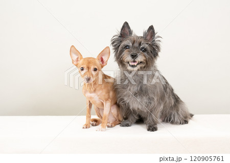 お座りしたケアーンテリアとロシアントイテリア 120905761