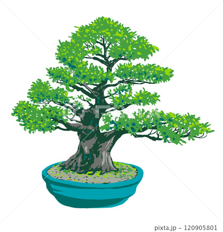 Ficus Bonsai Tree Isolated WPA Poster Art Ficus Bonsai Tree Isolated WPA Poster Art 120905801