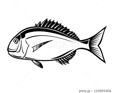Red Seabream Red Pargo or Pagrus Major Side View Retro Red Seabream Red Pargo or Pagrus Major Side View Retro 120905808
