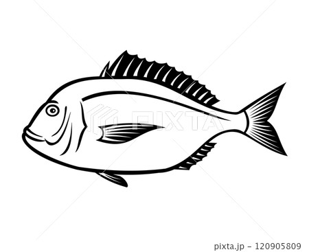 Crimson Seabream Red Sea Bream or Evynnis Tumifrons Side View Retro Crimson Seabream Red Sea Bream or Evynnis Tumifrons Side View Retro 120905809