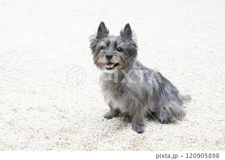 微笑むケーアンテリア 微笑むケーアンテリア 120905898