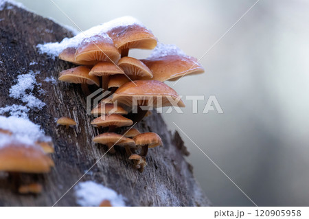 Velvet foot (Flammulina velutipes) also known as winter mushroom or golden needle mushroom under snow 120905958