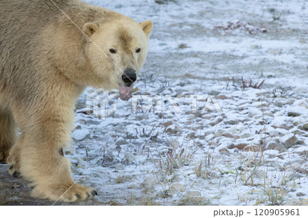 The Polar Bear is the largest biggest bear The Polar Bear is the largest biggest bear 120905961