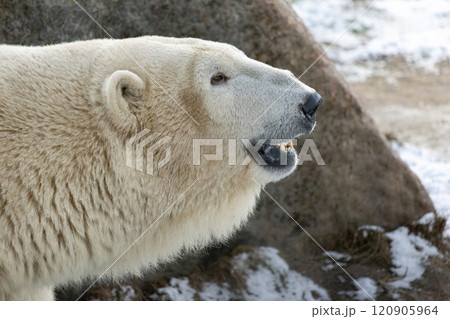 close up of a polar bear 120905964