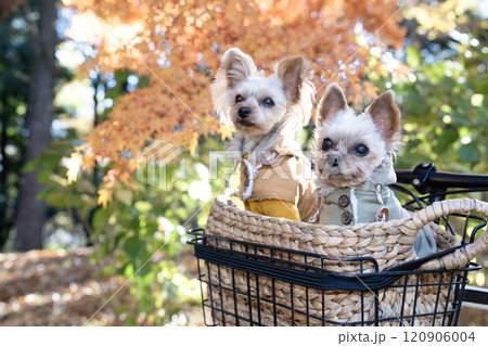 紅葉したモミジとカゴに入った2匹のヨークシャテリア 120906004