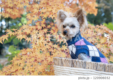 紅葉したモミジとカゴに入ったヨークシャテリア 紅葉したモミジとカゴに入ったヨークシャテリア 120906032