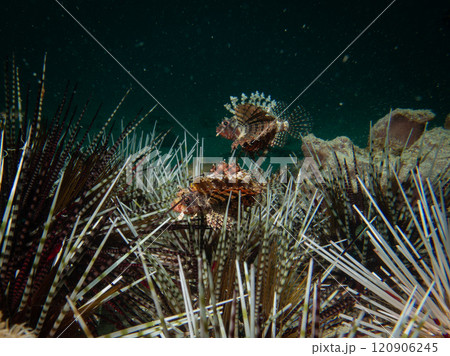 A pair of Short-finned Turkeyfish or Dwarf Lionfish among giant Sea Urchins spines 120906245