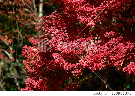 定福寺の紅葉 高知 定福寺の紅葉 高知 120906370