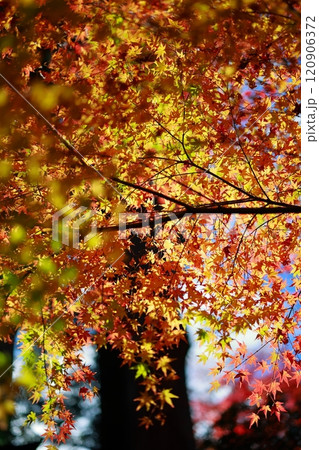 定福寺の紅葉　高知 120906372