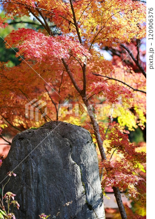 定福寺の紅葉　高知 120906376