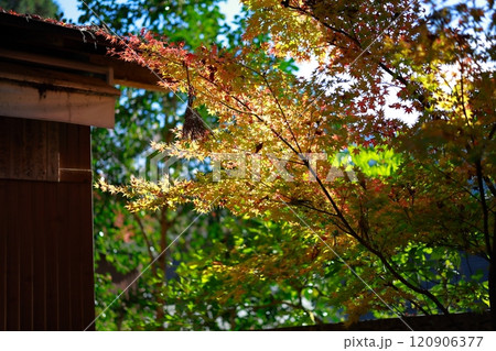 定福寺の紅葉 高知 定福寺の紅葉 高知 120906377