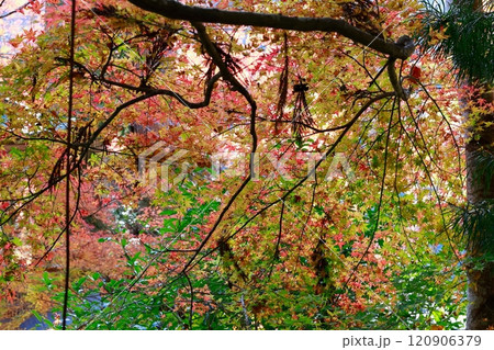 定福寺の紅葉 高知 定福寺の紅葉 高知 120906379