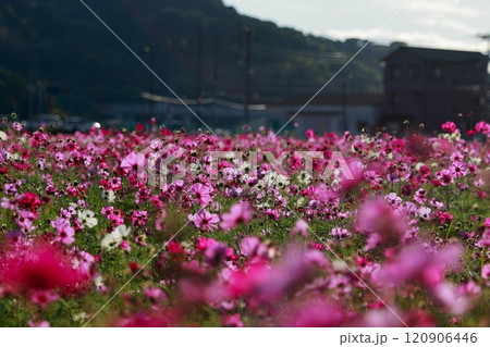 高知　高須　コスモス畑 120906446