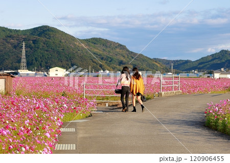 田舎の田んぼに咲くコスモス 120906455