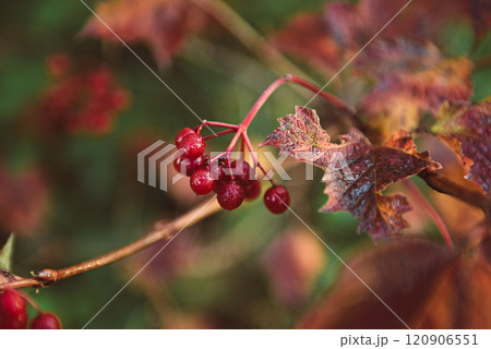 Red berries of viburnum in the wild Red berries of viburnum in the wild 120906551