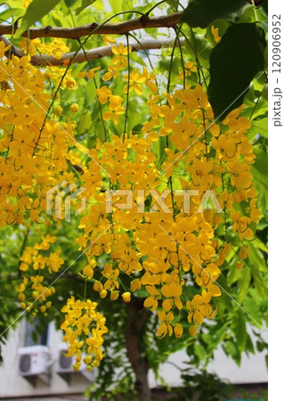 花 フラワー お花 120906952