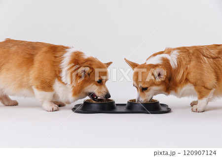 Two adorable corgis dogs sharing a meal together, highlighting companionship and pet care moments 120907124