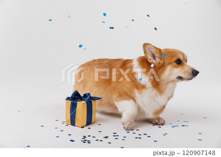 Corgi dog celebrating with a gift and blue confetti, festive fun and joy 120907148