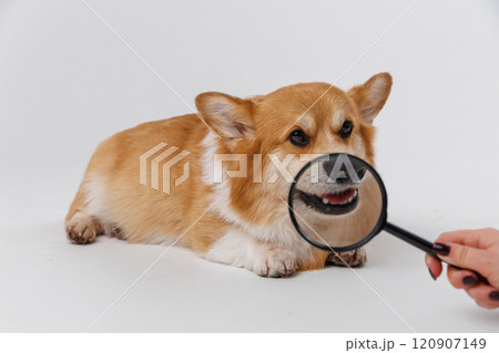 Corgi dog being examined with a magnifying glass focused on its ear, curious expression Corgi dog being examined with a magnifying glass focused on its ear, curious expression 120907149