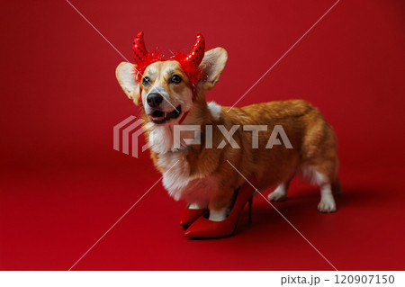 Sassy corgi rocking devil horns and red heels on a bold red backdrop, full of playful mischief 120907150