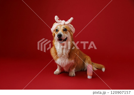 Adorable corgi with pink bunny ears headband and travel bottle, perfect for pet-themed stock imagery 120907157