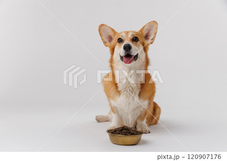 Hungry corgi dog patiently waits by a bowl of kibble, perfect for pet food and care advertising Hungry corgi dog patiently waits by a bowl of kibble, perfect for pet food and care advertising 120907176