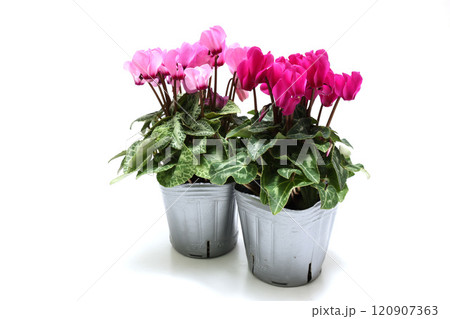 白背景の植木鉢に植えたガーデンシクラメン 120907363