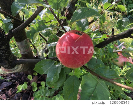 big red apple on a branch big red apple on a branch 120908545