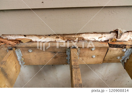 Deck Ledger Board Incorrectly Installed over Wood Siding has led to Extensive Dry Rot and Damage Deck Ledger Board Incorrectly Installed over Wood Siding has led to Extensive Dry Rot and Damage 120908814