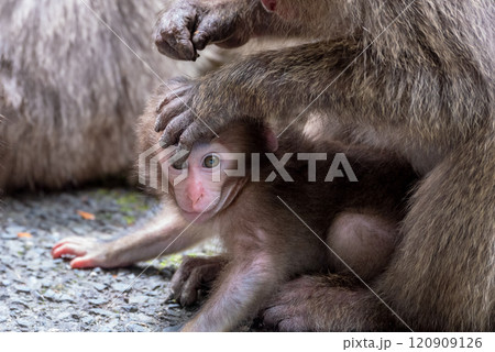ヤクザルの子ども 可愛い 世界自然遺産屋久島(春 ヤクザルの子ども 可愛い 世界自然遺産屋久島(春 120909126