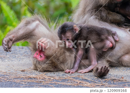 ヤクザルの子ども　授乳中　世界自然遺産屋久島(春 120909168