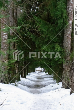 Footpath through snow covered forest Footpath through snow covered forest 120909570