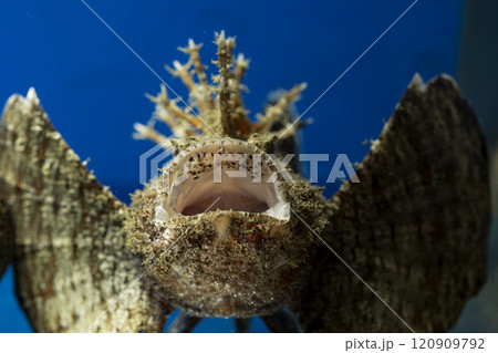 オニオコゼ オコゼ 魚 海水魚 毒魚 虎魚 鬼虎魚 遊離軟条 あくび オニオコゼ オコゼ 魚 海水魚 毒魚 虎魚 鬼虎魚 遊離軟条 あくび 120909792