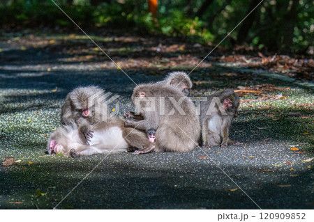 ヤクザルの群れ　毛づくろい　世界自然遺産屋久島(春 120909852