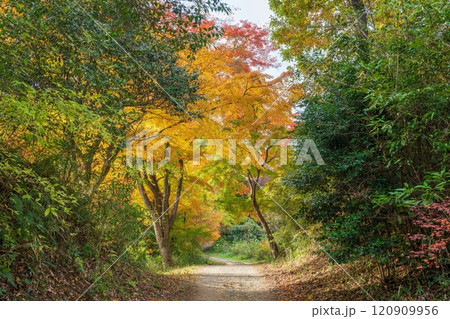 カラフルなモミジの紅葉に囲まれた遊歩道の情景 カラフルなモミジの紅葉に囲まれた遊歩道の情景 120909956