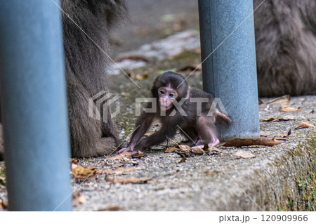ヤクザルの子ども　遊ぶ　世界自然遺産屋久島(春 120909966