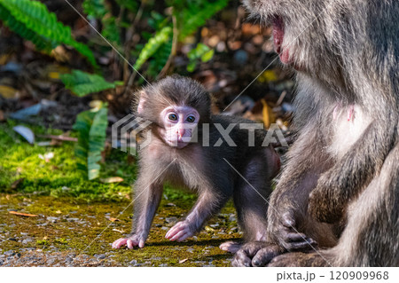 ヤクザルの子ども 可愛い 世界自然遺産屋久島(春 ヤクザルの子ども 可愛い 世界自然遺産屋久島(春 120909968
