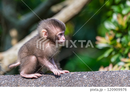 ヤクザルの子ども　遊ぶ　世界自然遺産屋久島(春 120909976