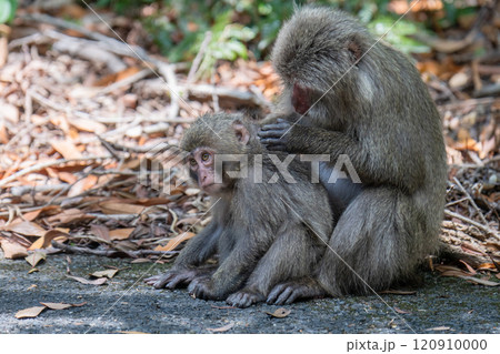 ヤクザル 毛づくろい 世界自然遺産屋久島(春 ヤクザル 毛づくろい 世界自然遺産屋久島(春 120910000