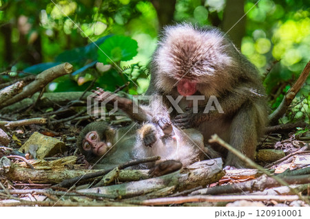 ヤクザル 毛づくろい 世界自然遺産屋久島(春 ヤクザル 毛づくろい 世界自然遺産屋久島(春 120910001