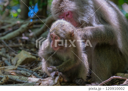 ヤクザルの親子 毛づくろい 世界自然遺産屋久島(春 ヤクザルの親子 毛づくろい 世界自然遺産屋久島(春 120910002