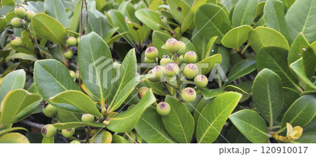 シャリンバイ シャリンバイ 120910017