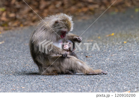ヤクザルの親子　毛づくろい　世界自然遺産屋久島(春 120910200